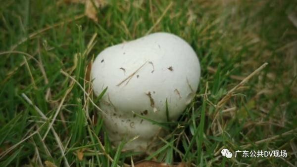 娱乐吃瓜蜀黍医生小说免费阅读,医术高超,瓜田笑谈 第3张 娱乐吃瓜蜀黍医生小说免费阅读,医术高超,瓜田笑谈 第3张